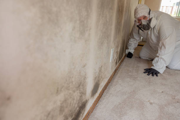 Environmental Consulting for Mold Prevention in Manchester, NH